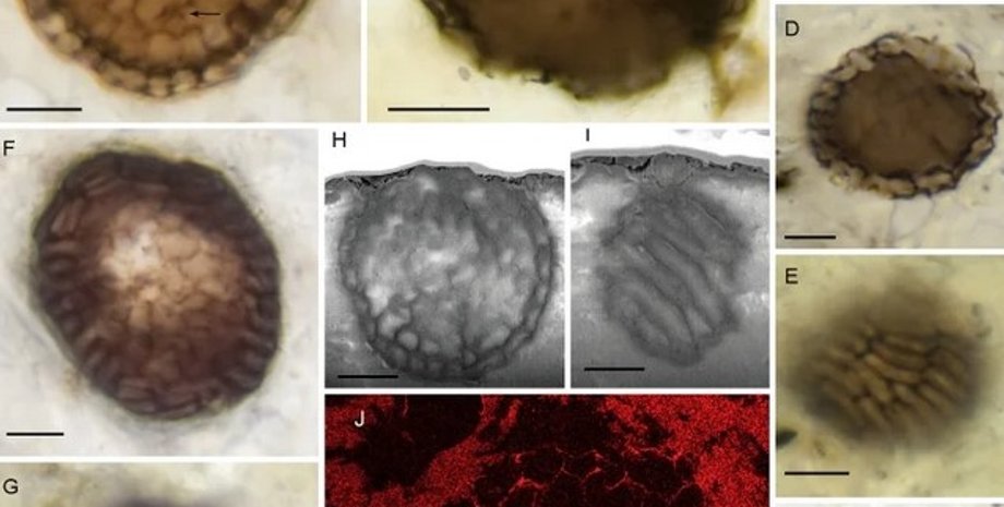багатоклітинний організм