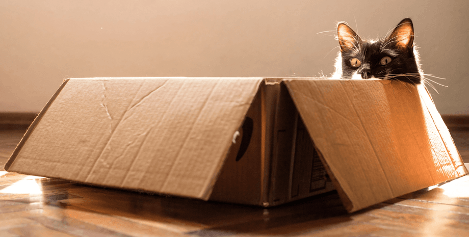 кішка в коробці кішки люблять коробки