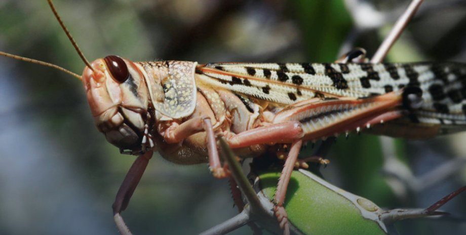 Активность насекомых фиксируется вблизи пляжей и водоемов
