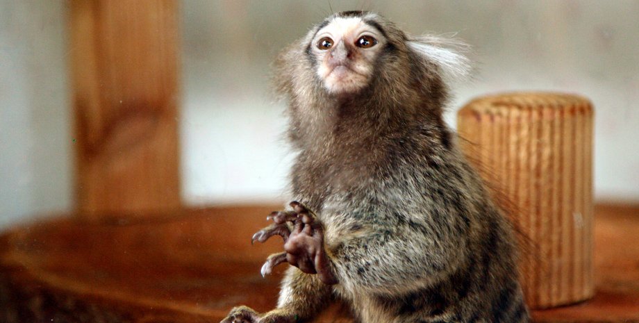 игрунок, эксперимент, подслушивание, общение