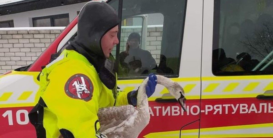 лебедь, лебедь на озере, лебедь замерзал, спасли лебедя, лебедь перезимовал