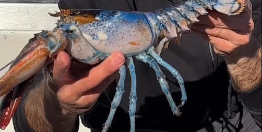 Лобстер Боуи объединяет в себе сразу три редких черты двухцветный лобстер, лобстер Боуи