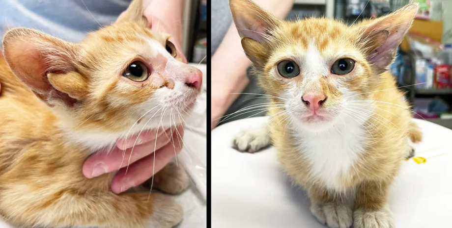 У котенка по имени Аудио четыре уха котенок, котенок мутация, мутация котенок