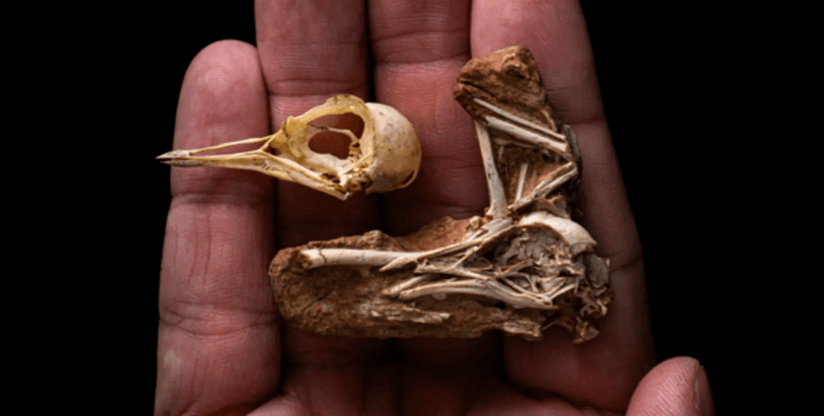 рештки птиці, Navaornis