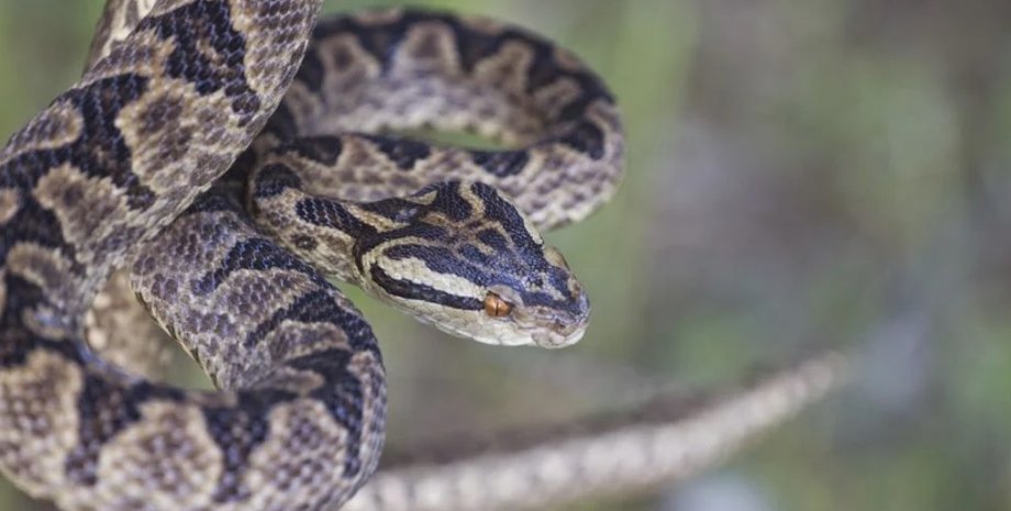 человек, яд, токсины, змеиный яд, слюнная железа