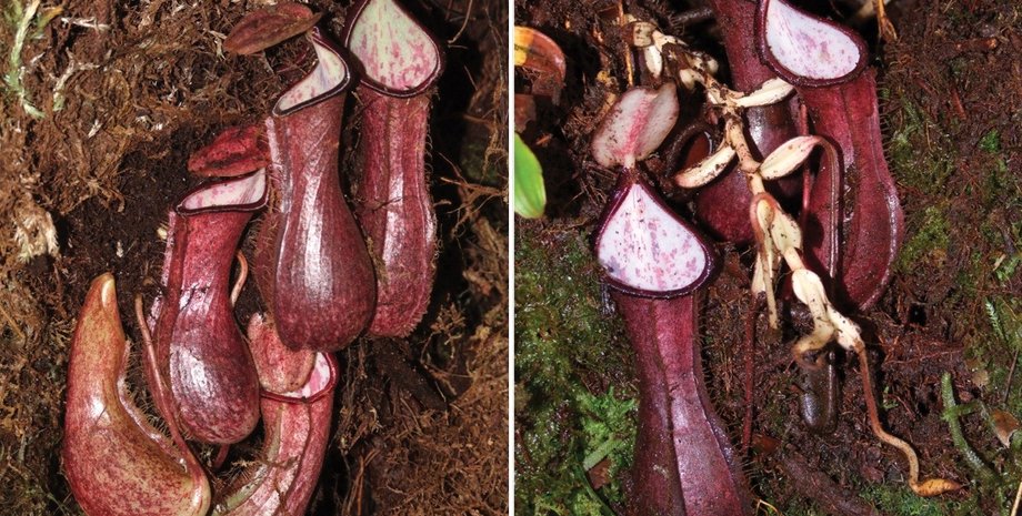 плотоядное растение, дерево, почва, фото