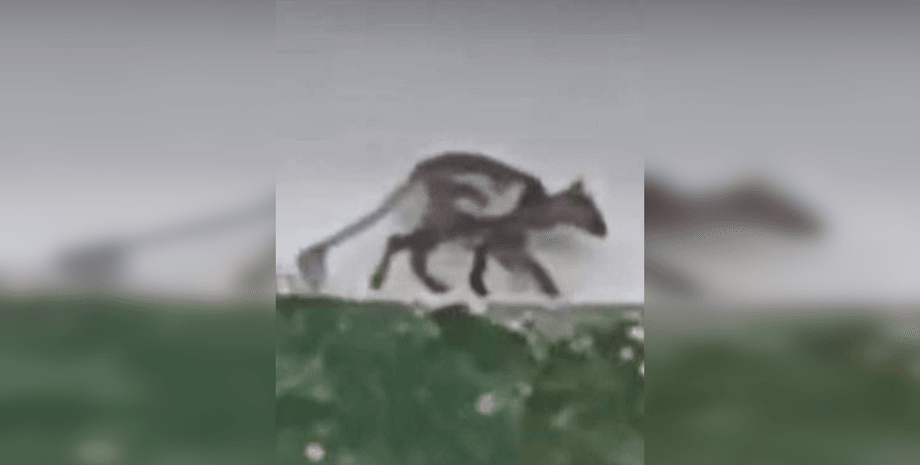 Чупакабра Страшное существо или больное животное