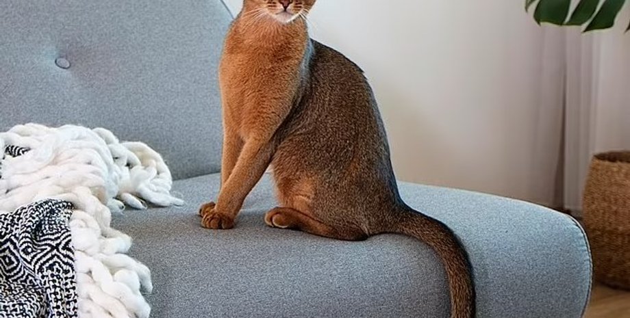 абиссинская кошка