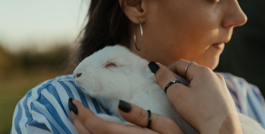 люди, вирусы, животные