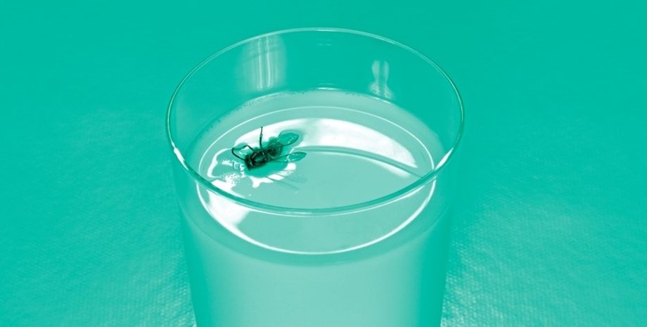 вода, муха, муха в стакане