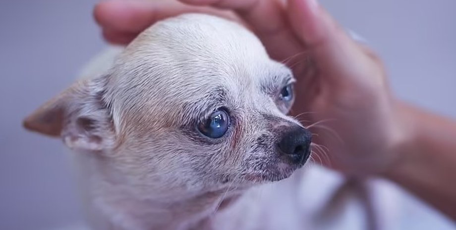 собаки, возраст собак