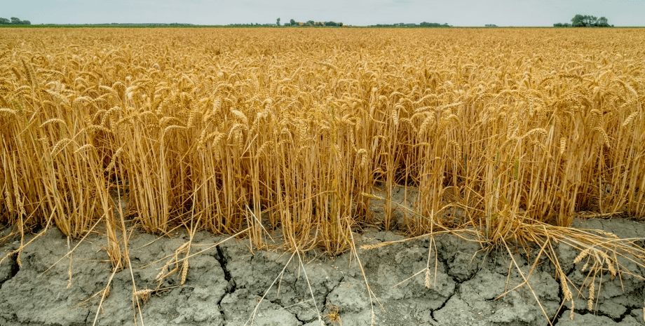 поле, пшеница, урожай, засуха