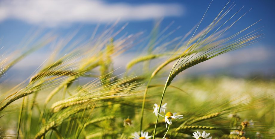 погода в Украине, прогноз погоды, погода в мае, погода в мае