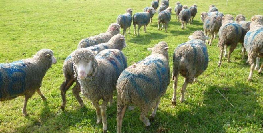 овцы, стадо овец