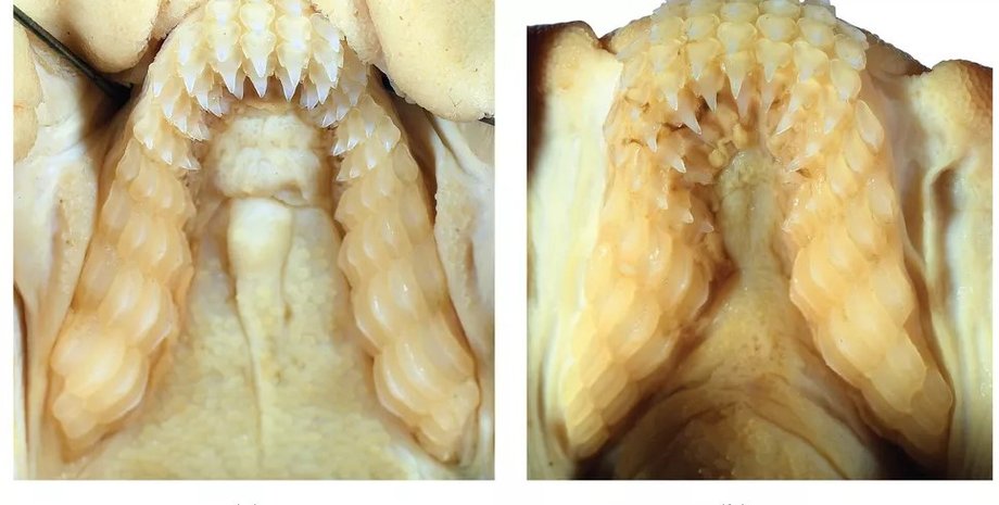 акула, рогатая акула, зубы акулы