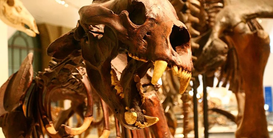 Гигантские короткомордые медведи скелет