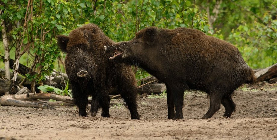 Фото: открытые источники