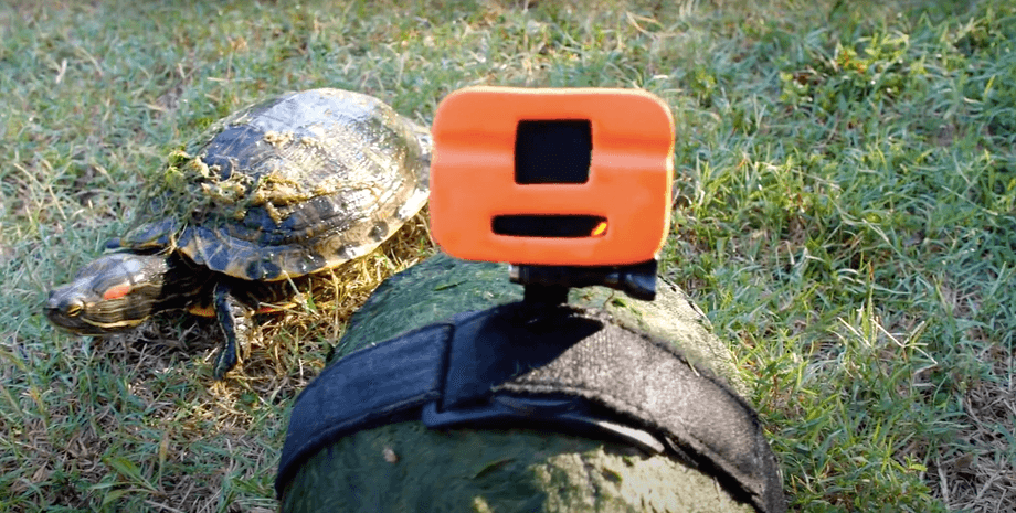 Камера на спине черепахи