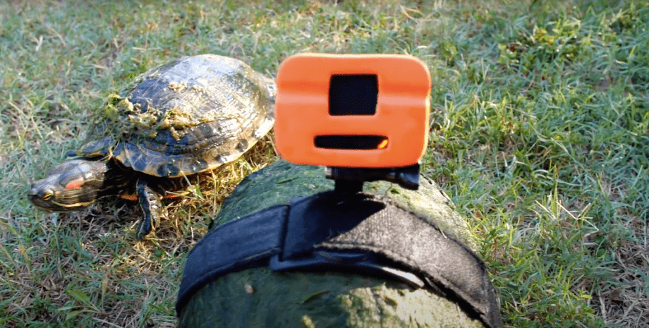 Камера на спині черепахи