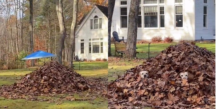 "Знайдіть нас": чоловік їхав додому і помітив дивних "істот" у горі листя на ганку