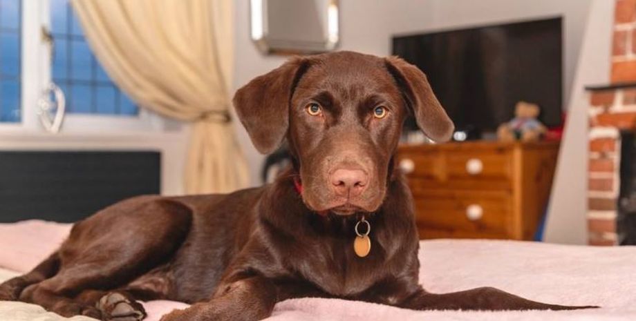 Мама увидела, как собака играет с ее ребенком, милый момент попал на видео, интересности, курьезы, приколы