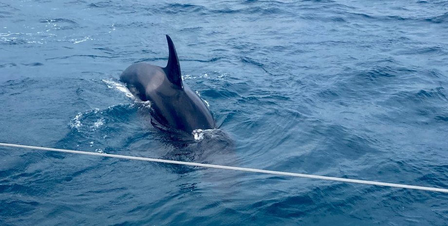 Нападающая косатка
