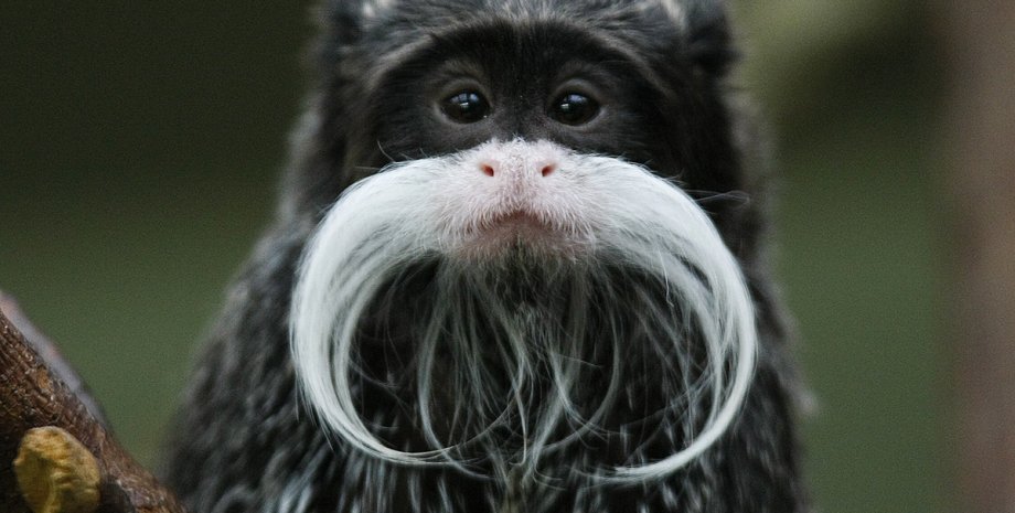 Усатая обезьянка / Фото: National Geographic