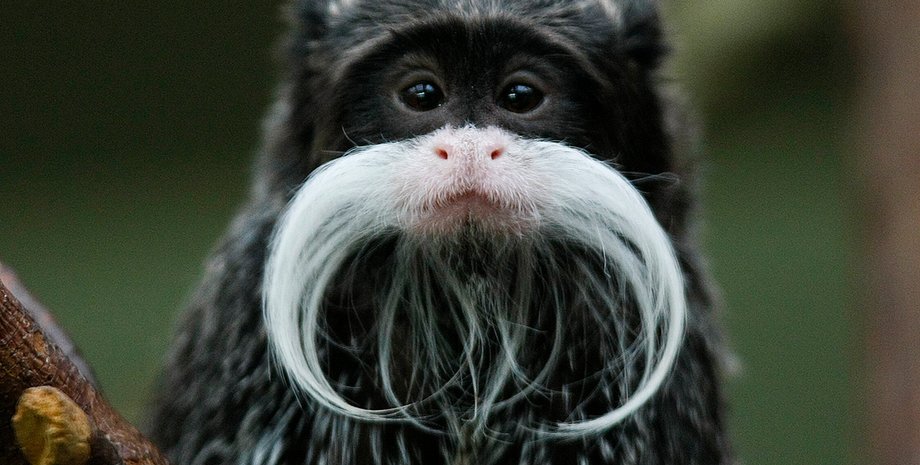 Усатая обезьянка / Фото: National Geographic