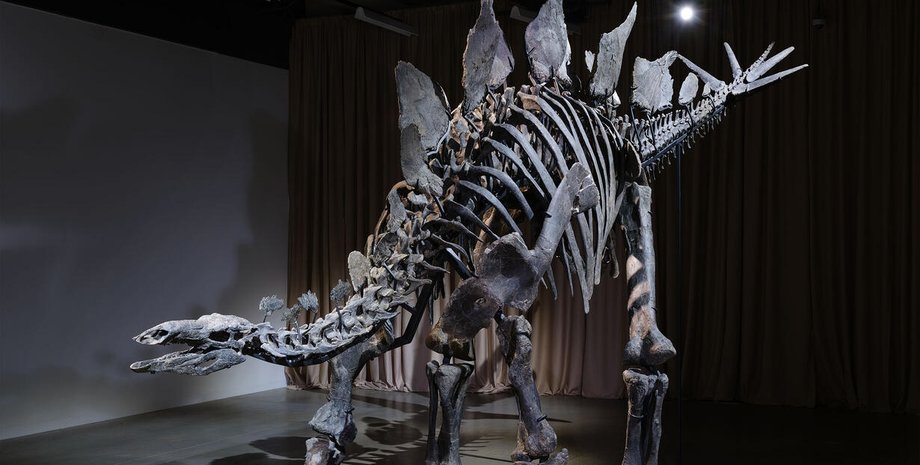 Апекс, стегозавр, музей, динозавр