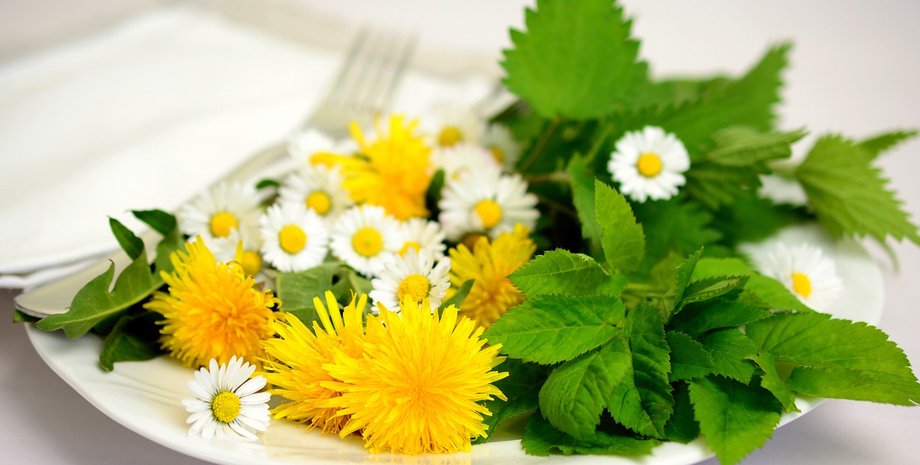 Кульбаби мають низку корисних властивостей для здоров'я