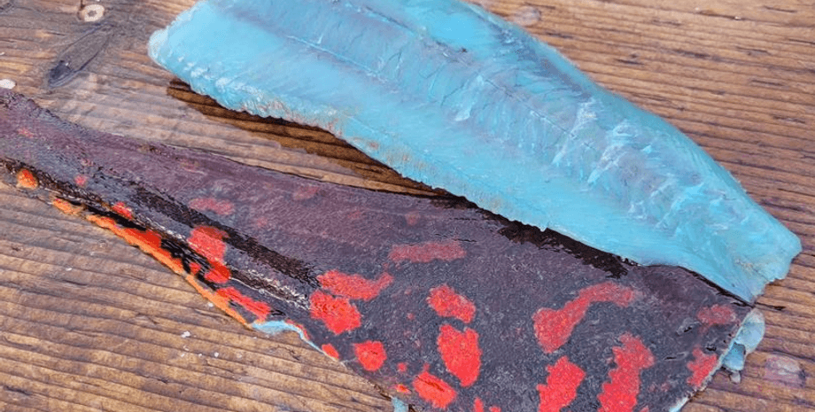 Рыбное филе голубого цвета, рыба, рыбак, необычный улов, филе голубого цвета, красная терпуга, опытный рыбак, рыба в приготовленном виде