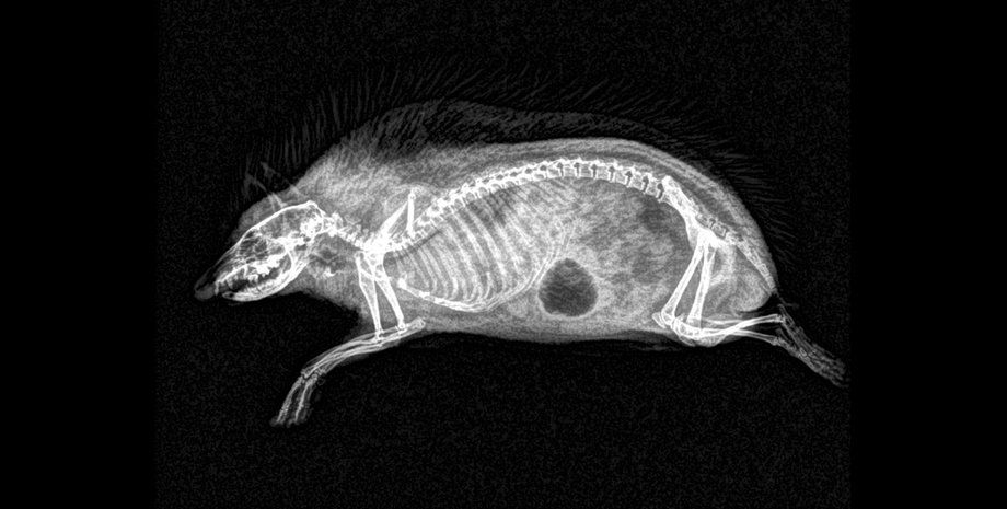 Еж (темное пятно - газ в желудке) / Фото: twitter.com/OregonZoo  