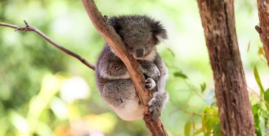 коали, коали сон, сон коали
