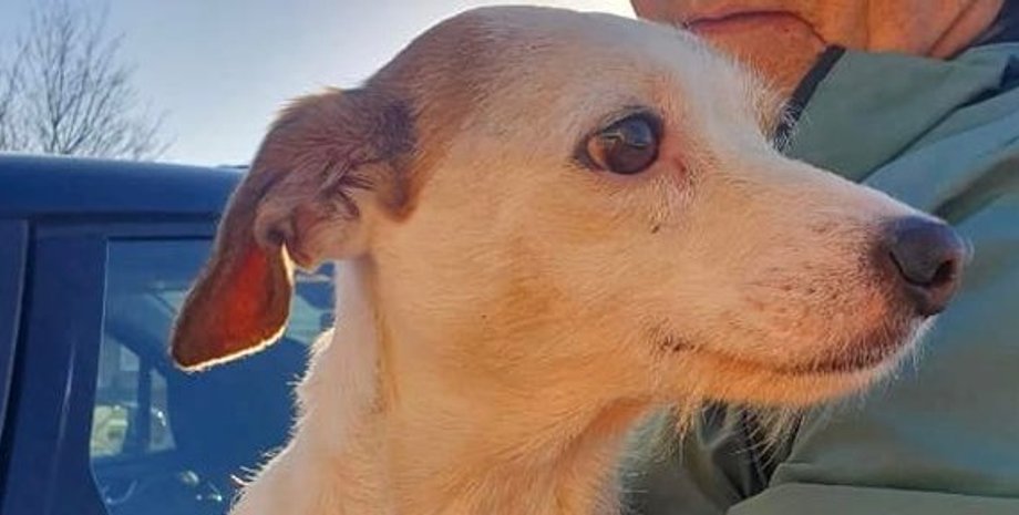 спасение животных, зоозащитники, спасли собаку