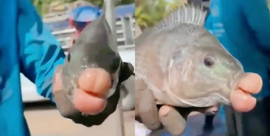Риба з людськими губами, гламурна риба, тилапія, сміттєва риба, незвичайний улов рибалок, накачані губи, соцмережі