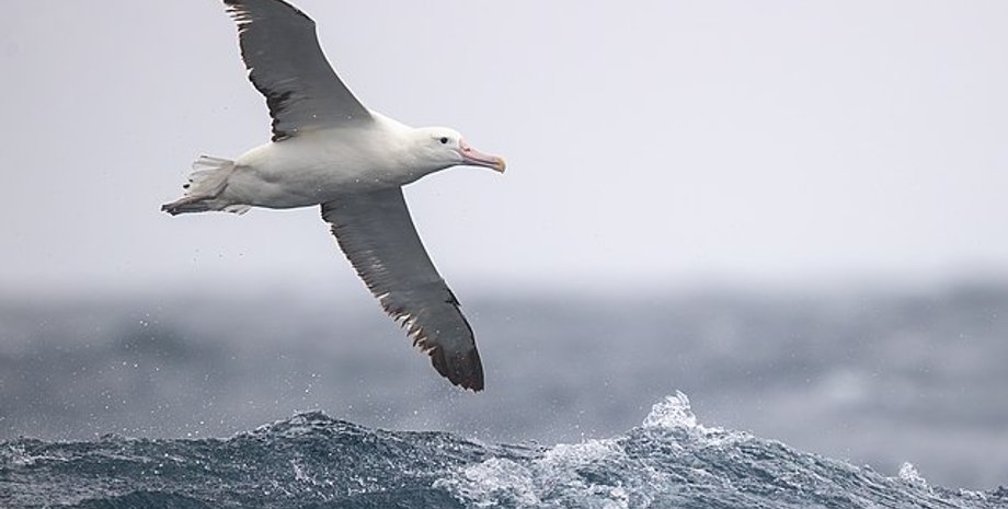 альбатроси, миші, миші та морські птахи