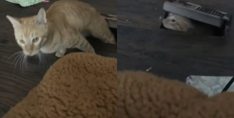 Сім'я помітила чужого кота посеред ночі у своєму будинку