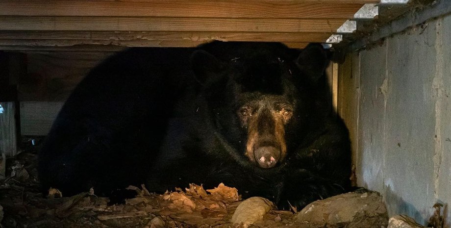Бурий ведмідь, сплячка