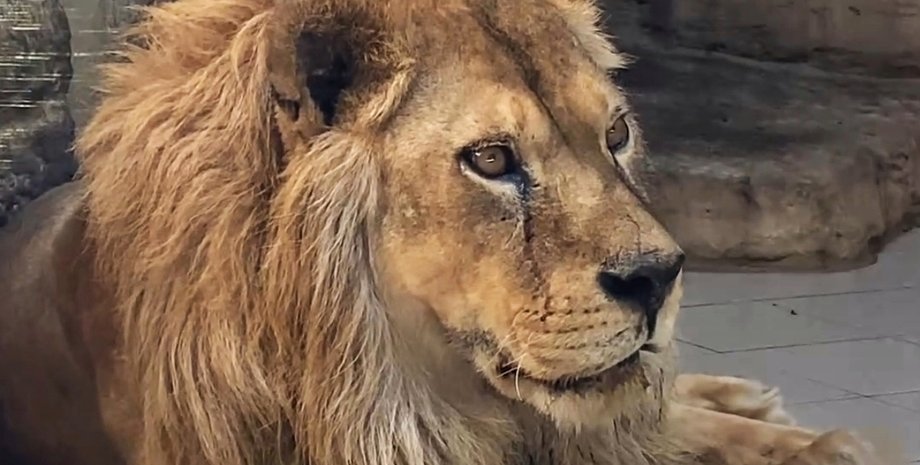 новини рівного, зоопарк, рівненський зоопарк, левиця на смітнику