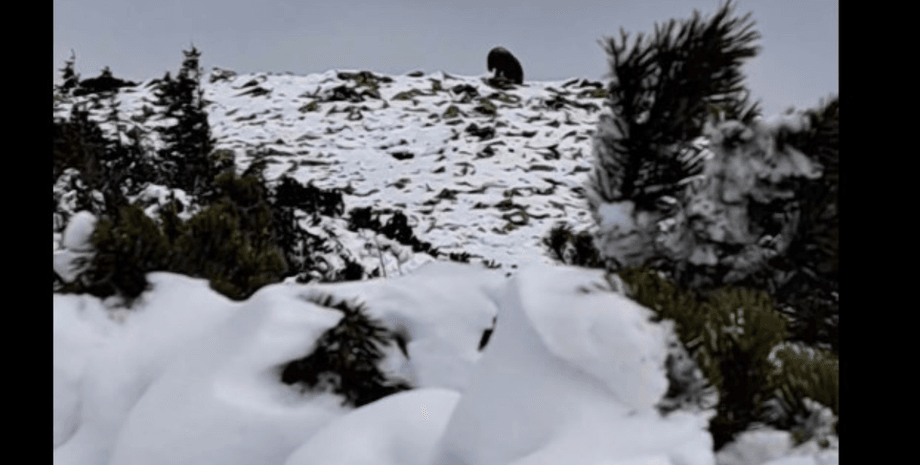 Бурый медведь, Карпаты