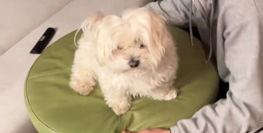 Білосніжний собака Тофу сидить на зеленому пуфику, чекаючи, коли його віднесуть спати