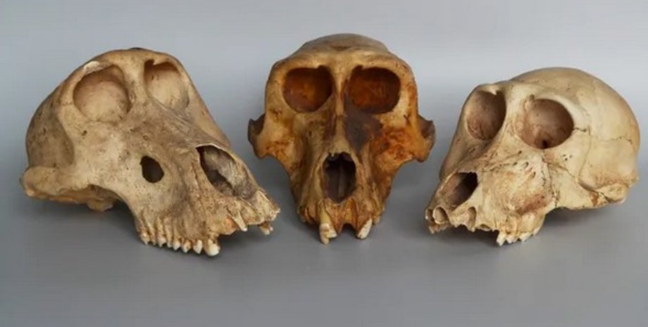 череп, павіан, Стародавній Єгипет