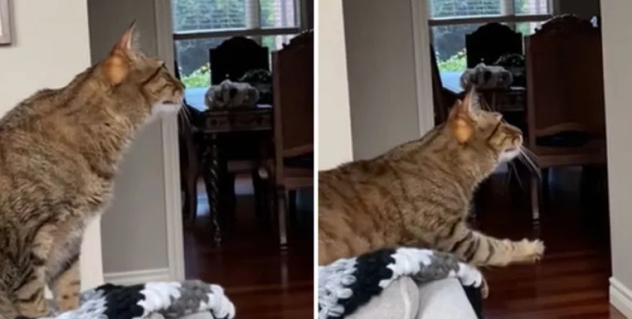 Кіт сумує за померлим собакою кіт сумує