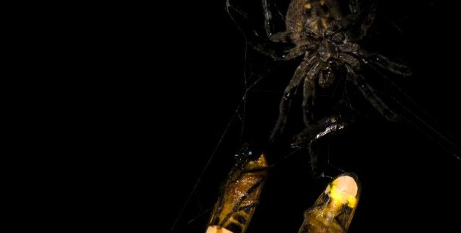 павук, отруйний павук, філіппіни павуки