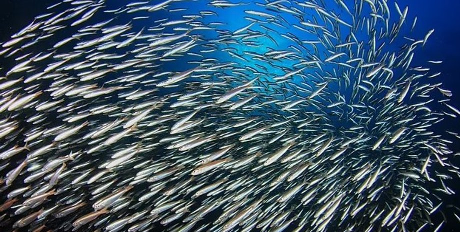 океан, рыба в океане