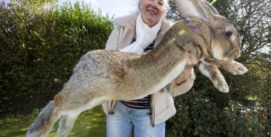 Аннет Эдвардс, кролик дариус, кролик-рекордсмен