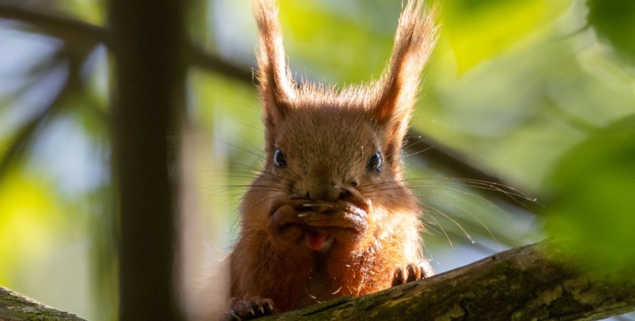 Білка білка, білки, білочка