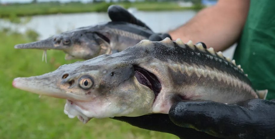 осетр, веслонос, гибрид
