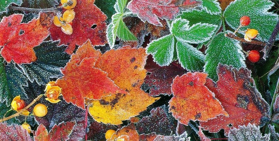 Фото из открытого источника