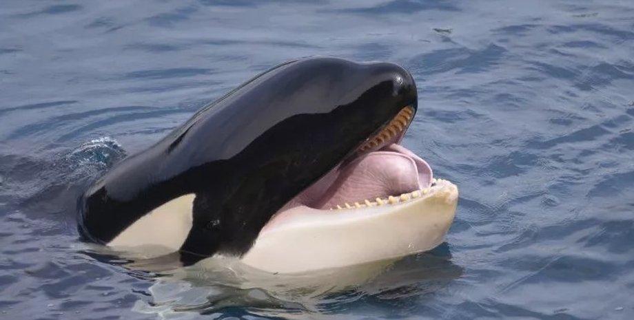 косатки, токсины костаки